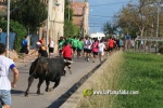 'El bou en corda' va tornar a rec?rrer el terme municipal de les Alqueries
