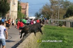 'El bou en corda' va tornar a rec?rrer el terme municipal de les Alqueries