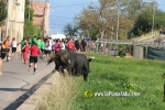 'El bou en corda' va tornar a rec?rrer el terme municipal de les Alqueries