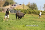 'El bou en corda' va tornar a rec?rrer el terme municipal de les Alqueries