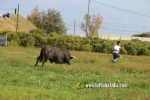 'El bou en corda' va tornar a rec?rrer el terme municipal de les Alqueries