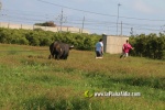 'El bou en corda' va tornar a rec?rrer el terme municipal de les Alqueries