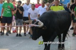 'El bou en corda' va tornar a rec?rrer el terme municipal de les Alqueries