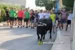 'El bou en corda' va tornar a rec?rrer el terme municipal de les Alqueries