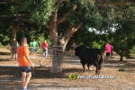 'El bou en corda' va tornar a rec?rrer el terme municipal de les Alqueries