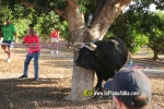 'El bou en corda' va tornar a rec?rrer el terme municipal de les Alqueries