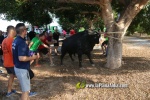 'El bou en corda' va tornar a rec?rrer el terme municipal de les Alqueries
