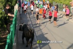 'El bou en corda' va tornar a rec?rrer el terme municipal de les Alqueries