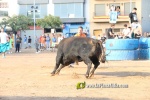 Les Alqueries tanca les exhibicions taurines de les festes patronals de la Mare de D?u del Ni?o Perdido