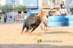 Les Alqueries tanca les exhibicions taurines de les festes patronals de la Mare de D?u del Ni?o Perdido