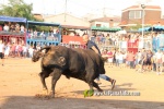 Les Alqueries tanca les exhibicions taurines de les festes patronals de la Mare de D?u del Ni?o Perdido