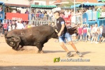 Les Alqueries tanca les exhibicions taurines de les festes patronals de la Mare de D?u del Ni?o Perdido