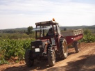 LA UNI exige ajudes directes a la Conselleria d'Agricultura per als productors d'oliverar i vinya a la Comunitat Valenciana