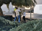 Almenara rcollecta 1.265 quilos d'olives per a fer oli destinat a l'Escola Infantil Municipal