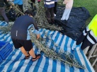 Almenara rcollecta 1.265 quilos d'olives per a fer oli destinat a l'Escola Infantil Municipal