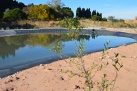 La nova llacuna del Paisatge Protegit de la Desembocadura del riu Mijares continua el seu procs de naturalitzaci