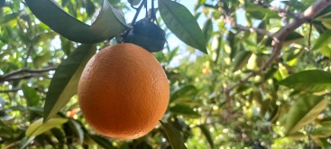 Fotografia /Galeria/2023/12/218939_138277/4_M1.jpg