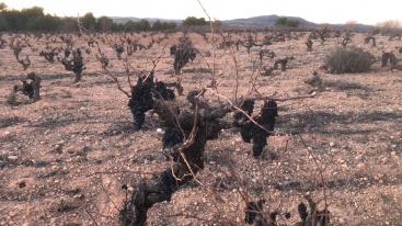 El Gobierno excluye a la Confederación Hidrográfica del Júcar (CHJ) de las exenciones al regadío a pesar de los efectos de la sequía en el campo valenciano