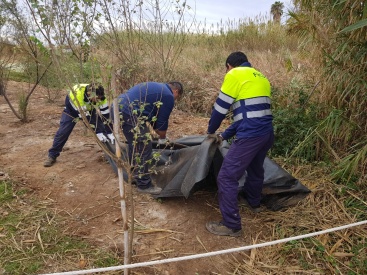 Retiran las lonas de geotxtil de la Gola Nord para evitar la expansin de las caas invasoras