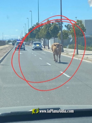 Se repite la historia de la 'vaca Rebeca', otra vaca corre por Burriana