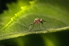 ITI emplea la Intel�lig�ncia Artificial per frenar al mosquit tigre