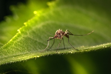 ITI emplea la Inteligencia Artificial para frenar al mosquito tigre