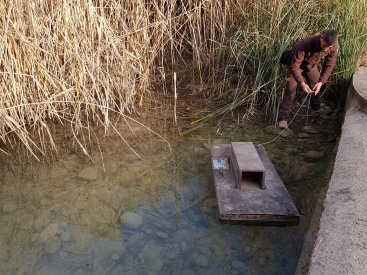 Sin rastro de visones americanos en el Paisaje Protegido de la Desembocadura del río Mijares desde hace 4 años