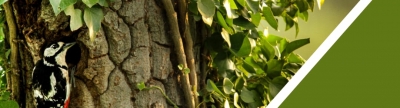 Taller de anillamiento de aves en Vistabella del Maestrat el 23 de julio