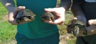 El Projecte Emys localiza tortugas autóctonas en la Marjal d'Almenara