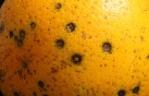 La Unión Europea detecta mancha negra en naranjas de Egipto