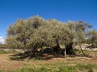 La cosecha de aceite de oliva en la Comunitat Valenciana será un 53% inferior a la media