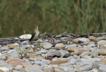 Fotografia /Galeria/2023/8/212189_134031/2_M1.jpg