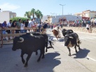 Vall d'Alba es converteix en la capital taurina provincial