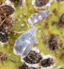 La Unio alerta de la presencia en Francia de una nueva mosca blanca que provoca daños con una gran voracidad