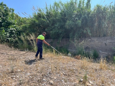 Reforçat el reg de arbres en la Desembocadura del riu Millars per garantir la seva supervivència