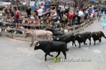 Borriana arrenca les exhibicions taurines amb la tancada de Madro?iz, r?pid i net