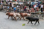 Borriana arrenca les exhibicions taurines amb la tancada de Madro?iz, r?pid i net