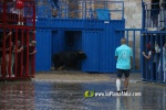 Borriana arrenca les exhibicions taurines amb la tancada de Madro?iz, r?pid i net