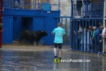 Borriana arrenca les exhibicions taurines amb la tancada de Madro?iz, r?pid i net