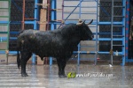 Borriana arrenca les exhibicions taurines amb la tancada de Madro?iz, r?pid i net