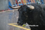 Borriana arrenca les exhibicions taurines amb la tancada de Madro?iz, r?pid i net