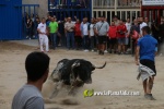 toros miseric?rdia 2023 Domingo