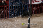 toros miseric?rdia 2023 Domingo