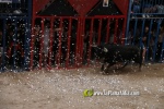 toros miseric?rdia 2023 Domingo