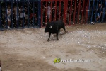 toros miseric?rdia 2023 Domingo