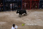 toros miseric?rdia 2023 Domingo