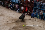 toros miseric?rdia 2023 Domingo