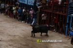 toros miseric?rdia 2023 Domingo