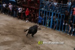 toros miseric?rdia 2023 Domingo