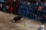 toros miseric?rdia 2023 Domingo